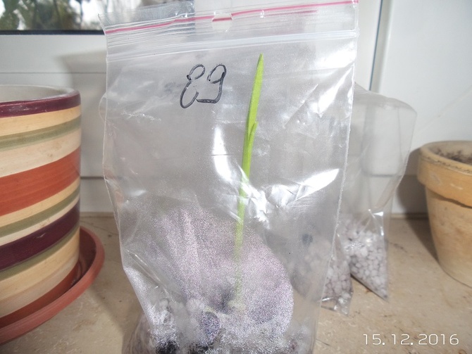 Eksperymenty z wysiewami liliowców