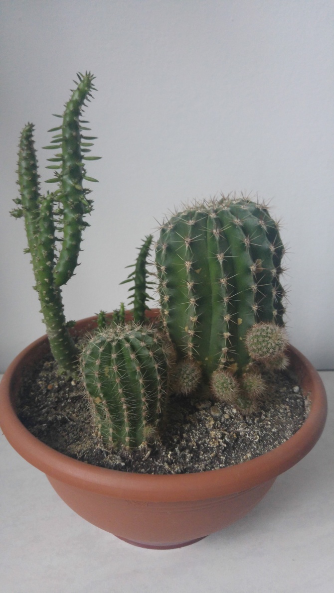 Kaktusowa rodzinka.