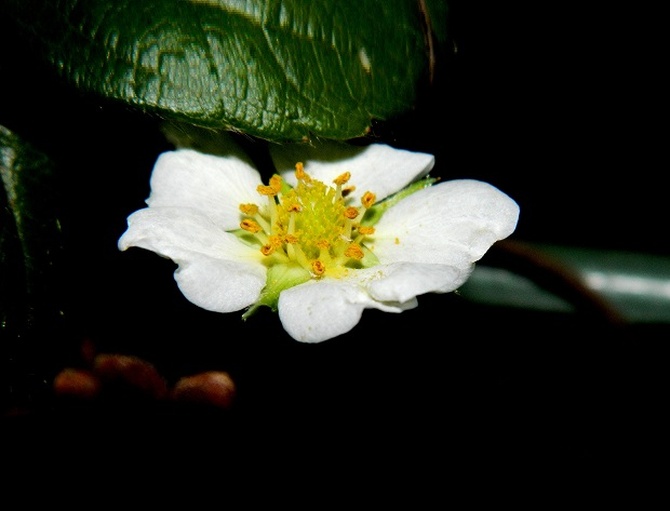 Kwiat truskawki:)