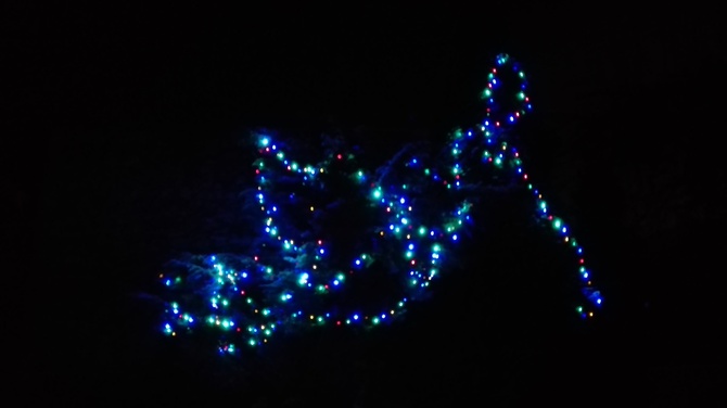 Lampki świąteczne w ogrodzie ;)