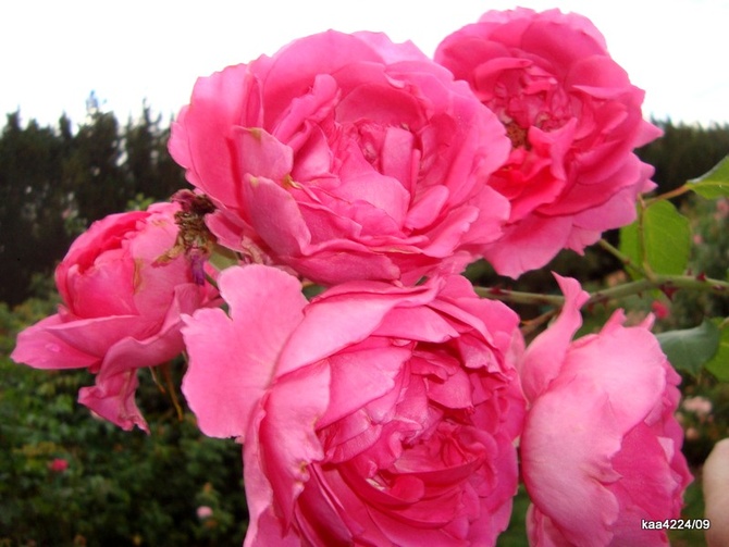 Róża  ELEKTRON 'MULLARD JUBILEE'. 
