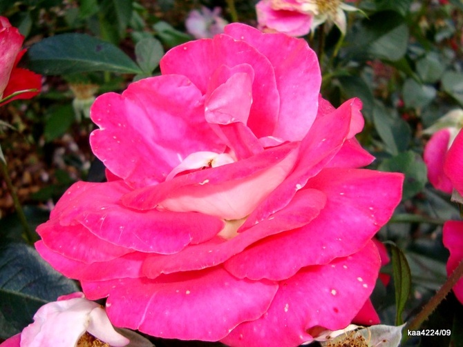 Róża  HEIMATMELODIE - TAMIDOL .  Makro.