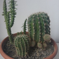 Kaktusowa rodzinka.