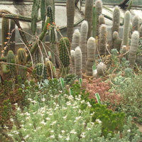 kaktusy .....
