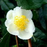 Kwiat Herbaty Chińs