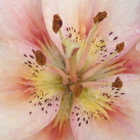 lilia z archiwum