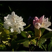 Rododendron o zachodzie...