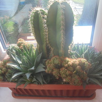 Rodzina kaktusów