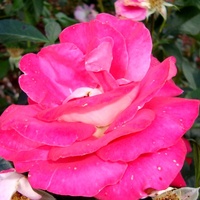 Róża  HEIMATMELODIE - TAMIDOL .  Makro.