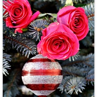 Róże na Świątecznym Świerku..