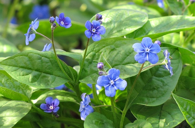 błękitne kwiatki ułudki