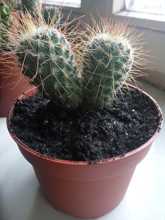 kaktus z haczykami