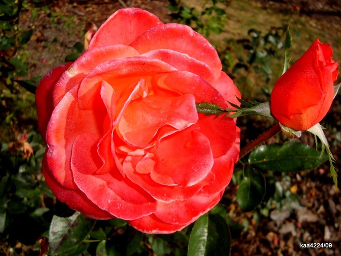 Róża  N N .  Makro.