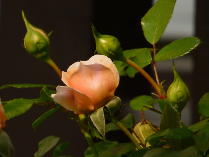 Róża wielkokwiatowa na pniu.