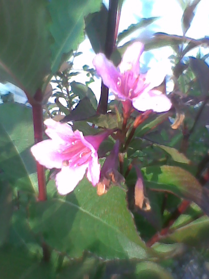 Różowy kwiatuszek krzewuszki 