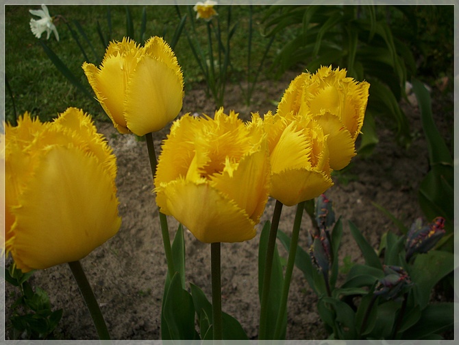 Żółte tulipanki...