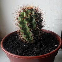 Kaktus z biedronki