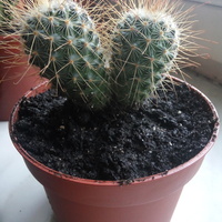kaktus z haczykami