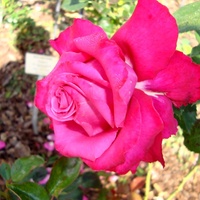 Róża  BIG PURPLE - STEBIGPU . Makro.