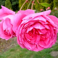 Róża  ELEKTRON - MULLARD JUBILEE .