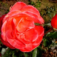 Róża  N N .  Makro.