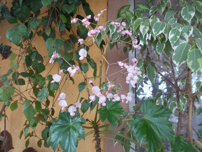 begonia ricinifolia