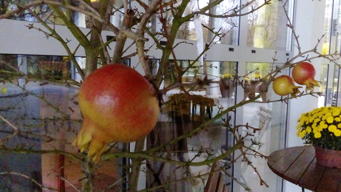 Granat owocujący w uprawie kubłowej.