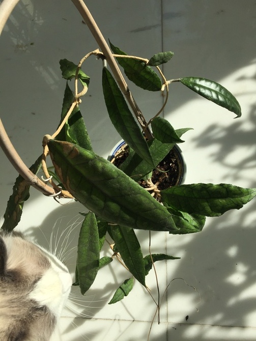Hoya finlaysonii wavy leaves