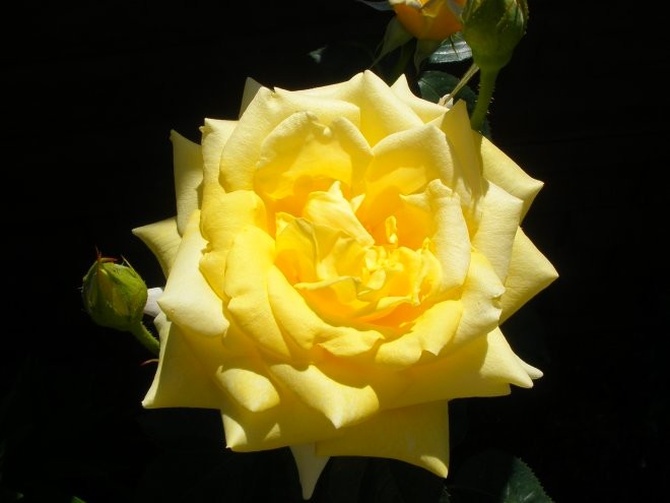 jedna z moich rózy wielkokwiatowych