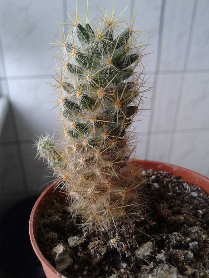 kaktus z mojej kolekcji