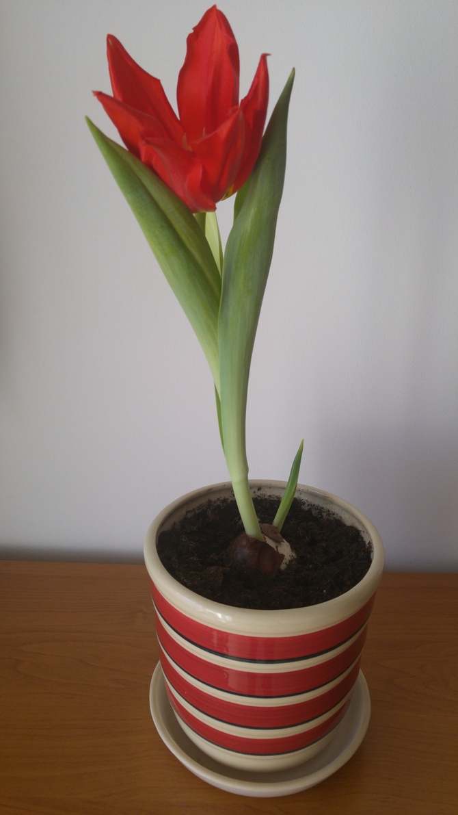Ogródkowy Tulipanek.