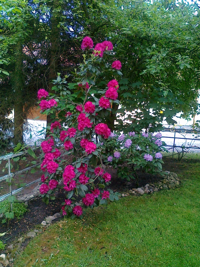 Rododendrony - różaneczniki