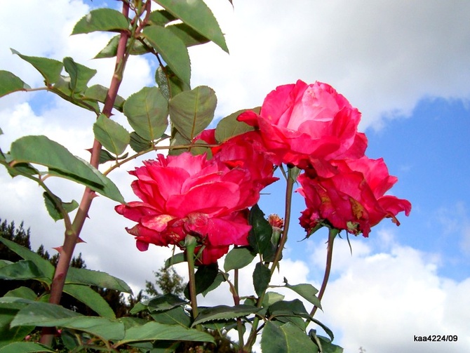 Róża  TORNADO ' KORTOR ' .