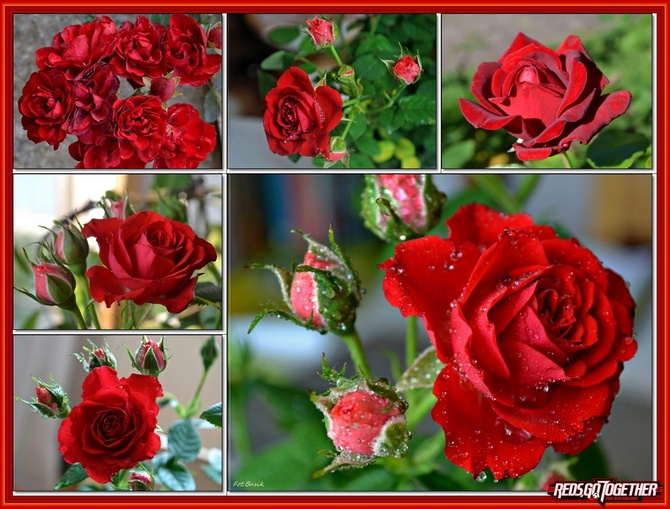 Walentynkowe róże ....