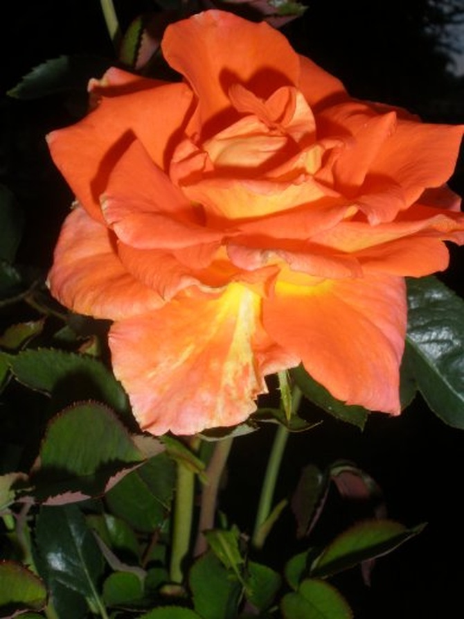 wielkokwiatowa róza bella