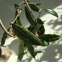 Hoya finlaysonii wavy leaves