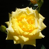 jedna z moich rózy wielkokwiatowych