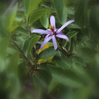 Kwitnące drzewo-Grewia occidentalis