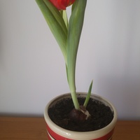 Ogródkowy Tulipanek