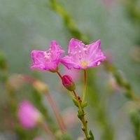 Phylliopsis Hillieri