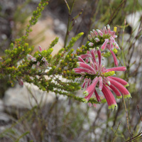 Półkrzew...Erica densifolia
