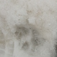 Psia łapka w śniegu
