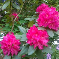 Rododendron - Róża