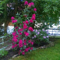 Rododendrony - Róż