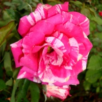 Róża  PIGALLE 84 - MEICLAUX .  Makro.