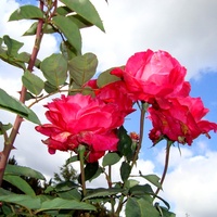 Róża  TORNADO ' KORTOR ' .