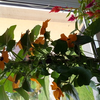 Tunbergia pnąca.piękna .idealna do wiszących donic