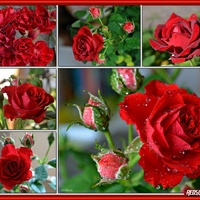 Walentynkowe Róże 