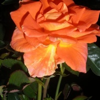 Wielkokwiatowa Róza