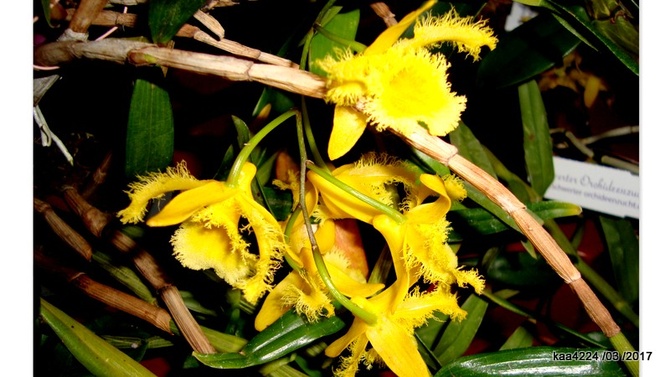 Dendrobium harveyanum .  Makro.